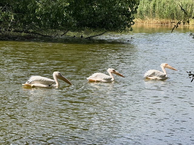 20250623-IMG 0887